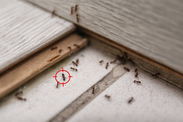 Best Wasp Removal Services  in Rocky Ford, CO