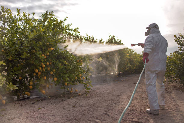 Best Spider Control Near Me  in Rocky Ford, CO