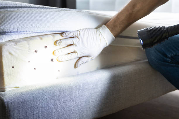 Best Local Pest Control Services  in Rocky Ford, CO